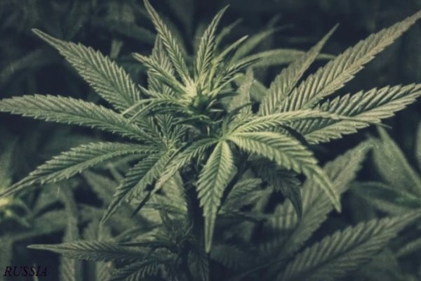 Почему не работает кракен