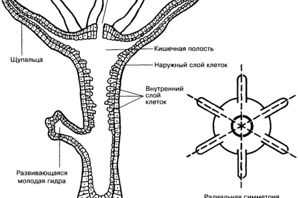 Картинка кракен маркетплейс
