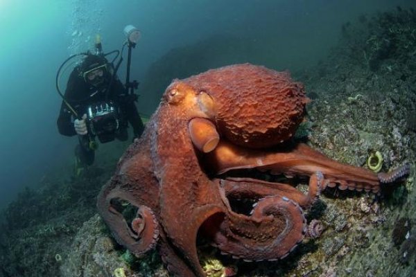 Kraken что это такое
