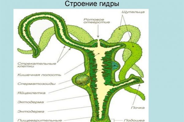 Kraken вход kraken torion