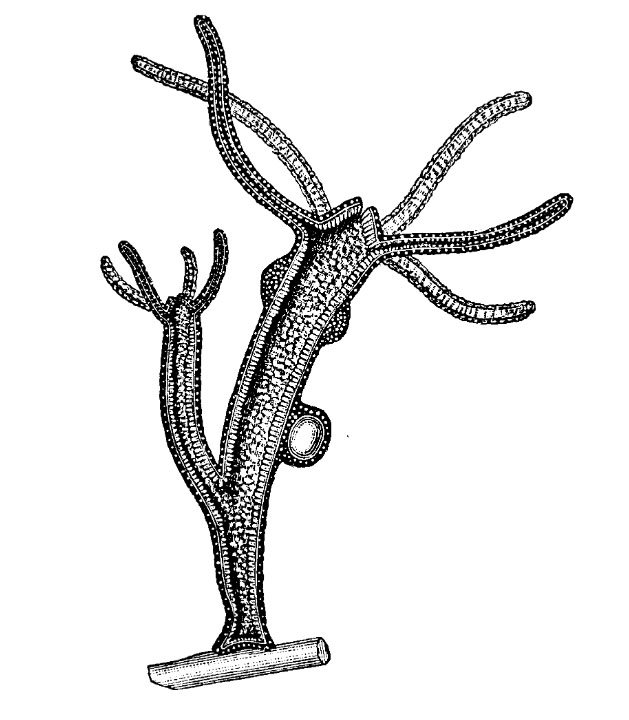 Ссылка кракен kraken torion net